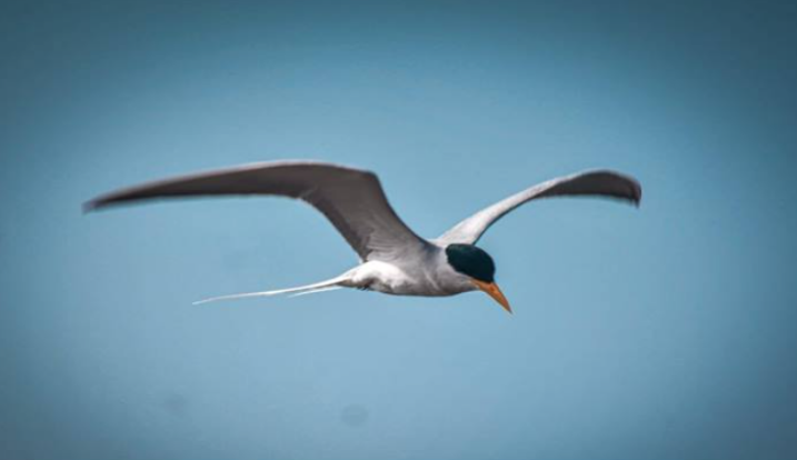 नीमच में पहली बार एशियन वाटर बर्डसेंस,  ग्रेट व्हाइट पेलिकन, कॉमन टील, रूडीशेल डक मिले  , प्रवासी पक्षी भी मिले
