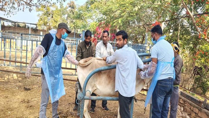 जिला प्रशासन द्वारा किया जा रहा है गौशालाओं में नवाचार, जिले की 45 गौशालाओं में मिला है 8244 निराश्रित गौवंश को आश्रय